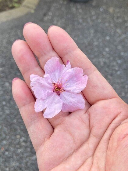 手のひらの桜.jpg