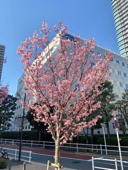 桜　全景.jpg
